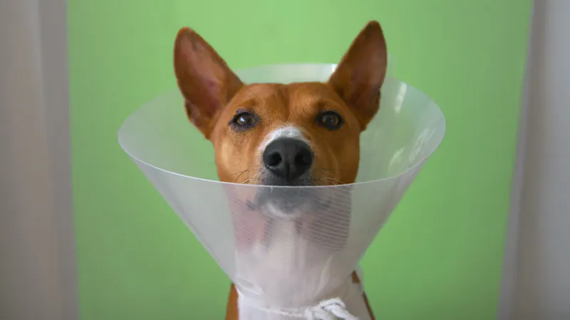 Medical, Funnel, Protection, Veterinary by BublikHaus – Stock Footage ...