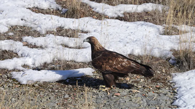 America, Conservation, Snow, Raptor by Wesley Aston – Stock Footage ...