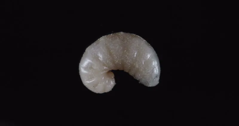 Larva, Lab, Maggot, Grub by Day's Edge Productions – Stock Footage ...