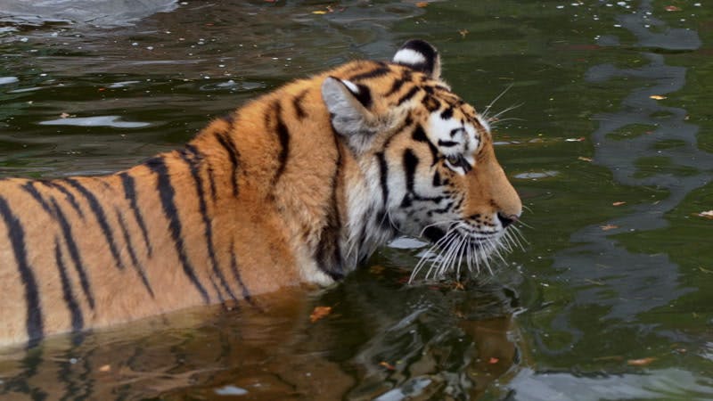 Siberian tiger swimming in the water 