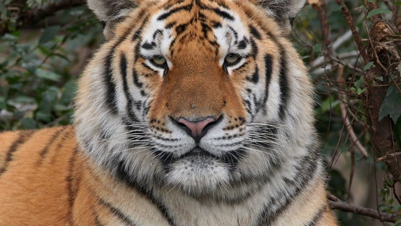 Siberian tiger looking straight at the camera 