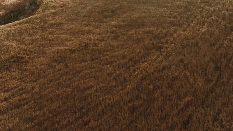 wheat field at sunset aerial