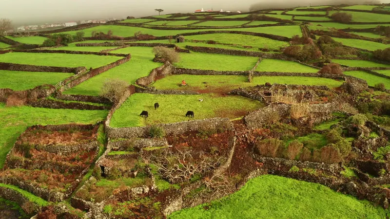 Cows, Countryside, Cattle, Grass by Paride Musci – Stock Footage | Artlist